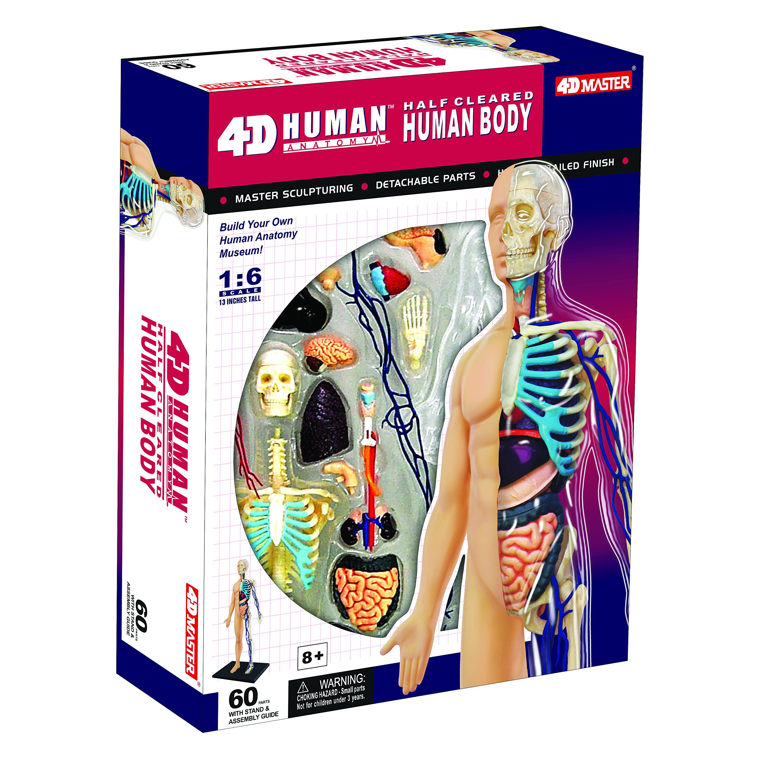 4D  HUMAN シリーズ Buy 4D Human Anatomy Half Cleared Human Body by Tedco Toys Online